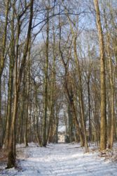 Les bois de Villeron en hiver Les bois de Villeron en hiver